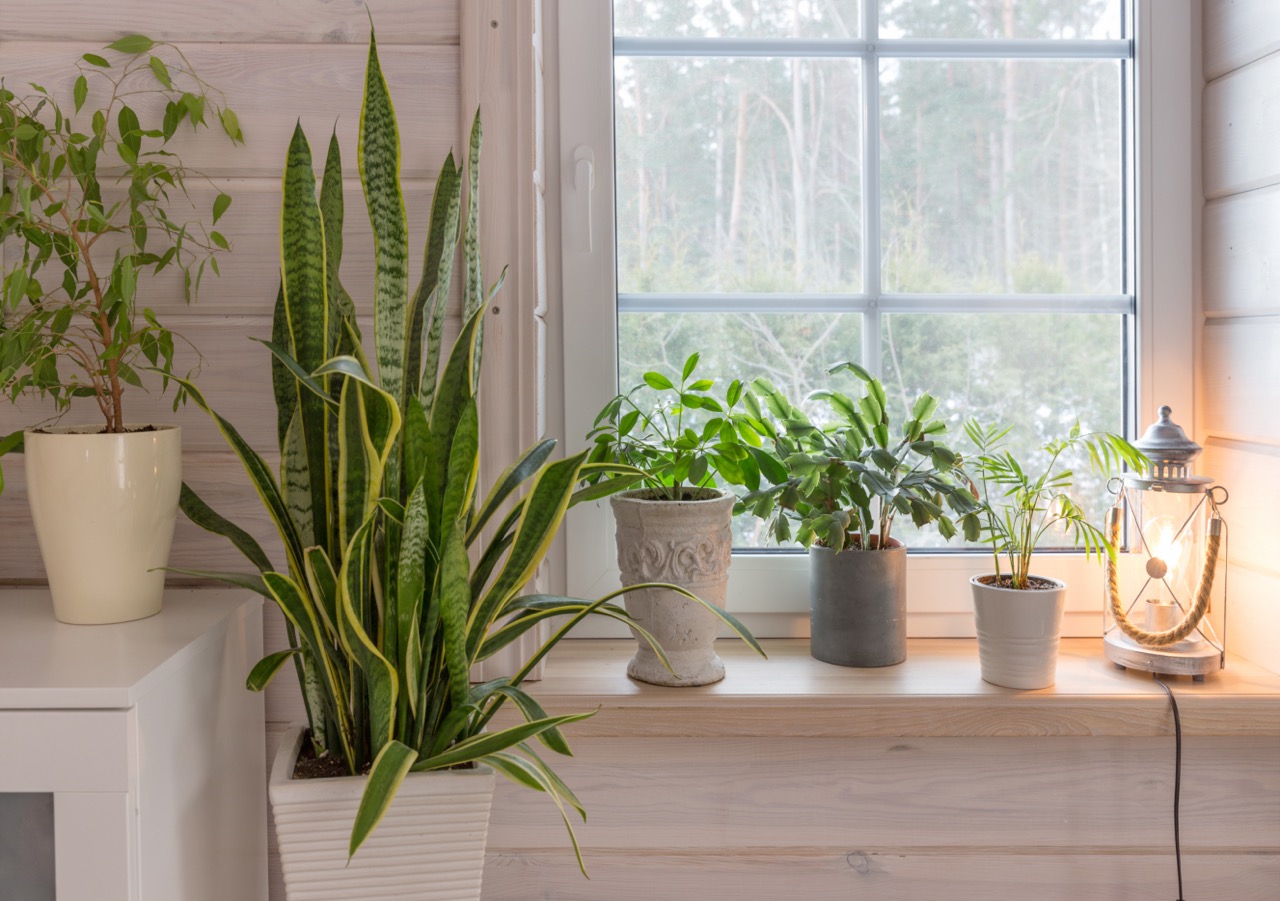 Indoor Plants